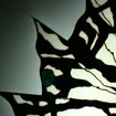 Tiger Swallowtail Detail